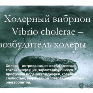 В водоёмах Одесской области обнаружен холерный вибрион