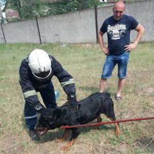 В Измаиле достали из колодца ротвейлера