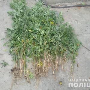 В Измаиле правоохранители разоблачили «наркоагрария»
