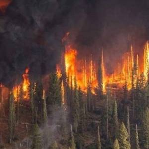 Пожар в сибирских лесах: Российский Следком открыл первые уголовные дела