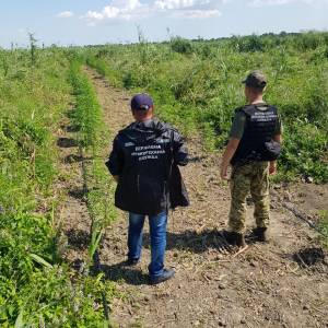 В Придунавье на границе обнаружили очередную наркоплантацию конопли(ФОТО)