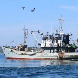 В Черном море в Одесской области изучали поведение дельфинов (ФОТО)
