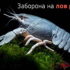 Сегодня вступил в силу запрет на вылов раков в Дунае и озерах нашего региона