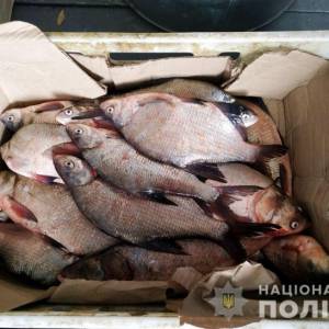 В Измаильском районе полицейские конфисковали у водителя рыбу